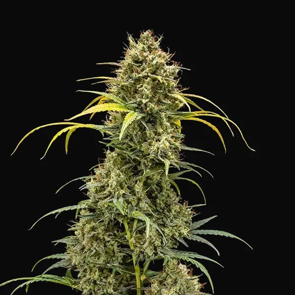 Triple G Auto