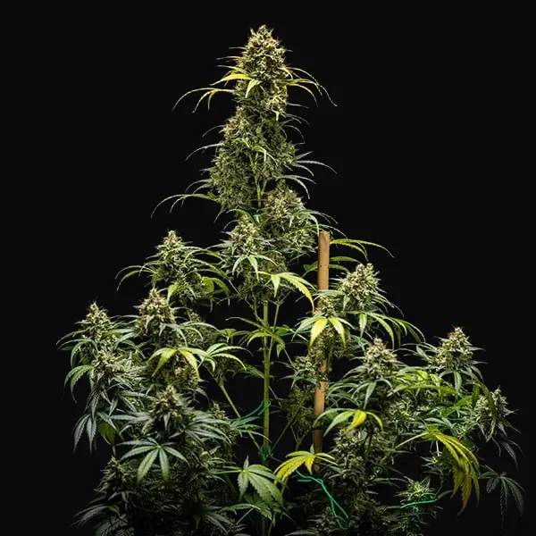 Triple G Auto