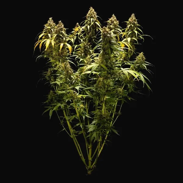 Triple G Auto