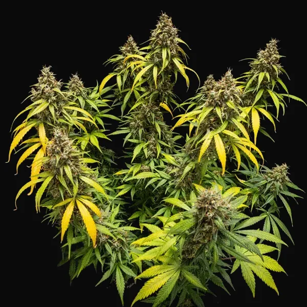 Triple G Auto