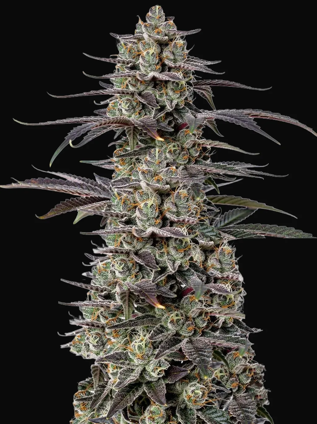 Triploid F1 Tropicana Cherry