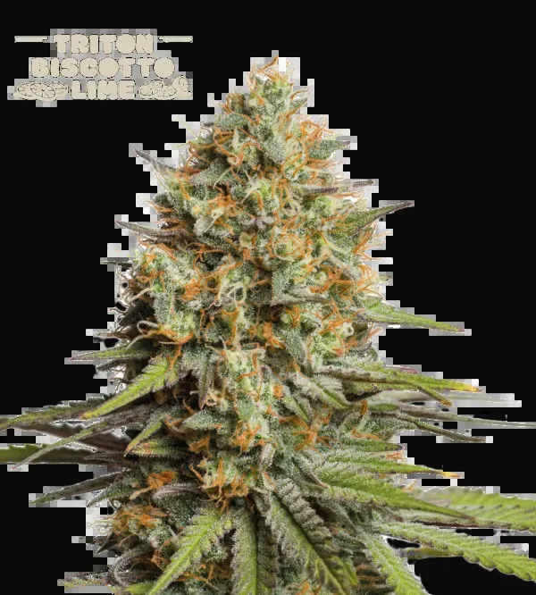 Triton Biscotto Lime Auto
