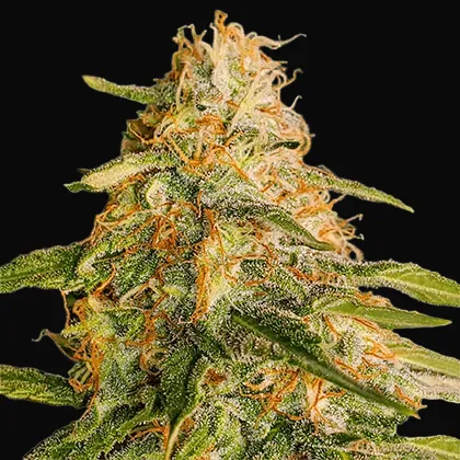Tropic Punch