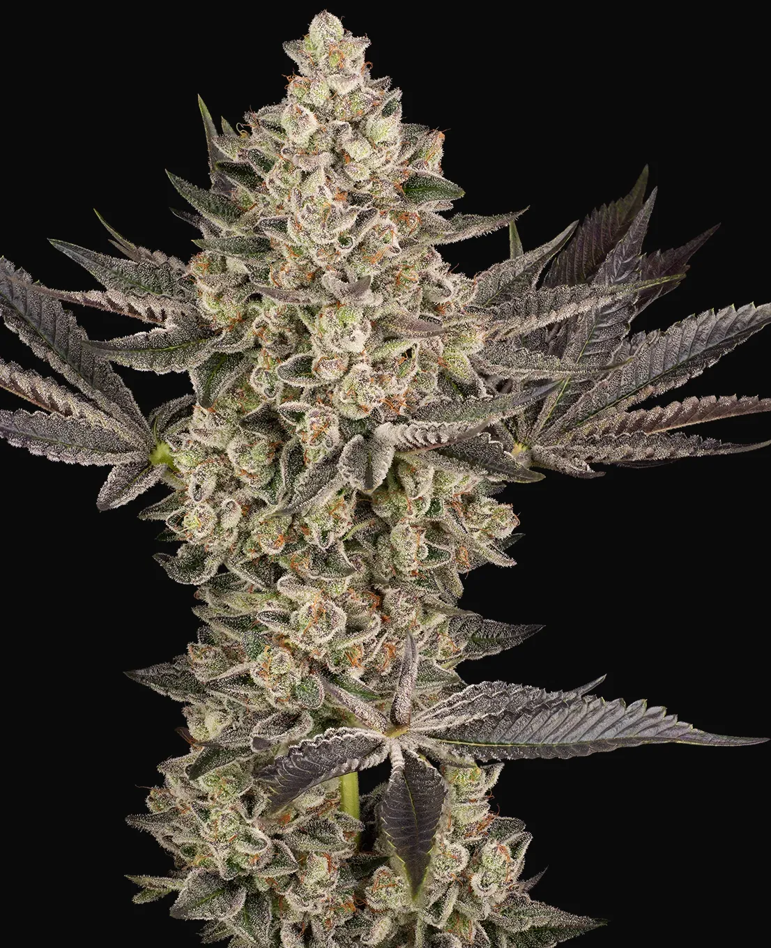 Tropical Butter Sauce Automatic