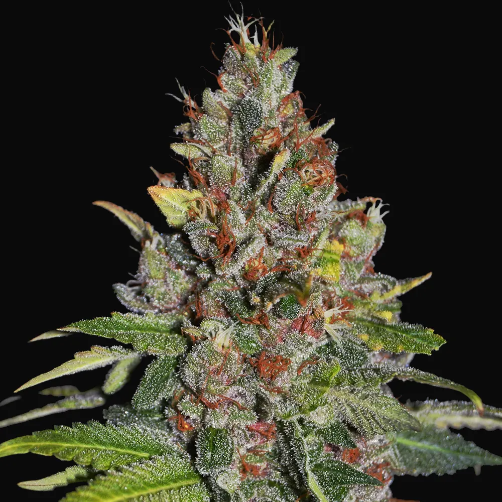 Tropical Punch
