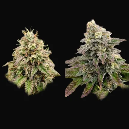 Tropical Tangie