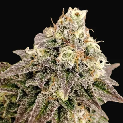 Tropical Tangie
