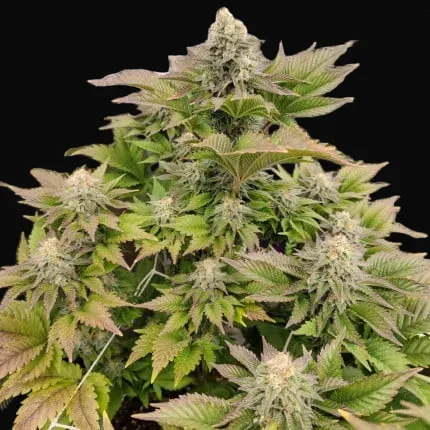 Tropical Tangie