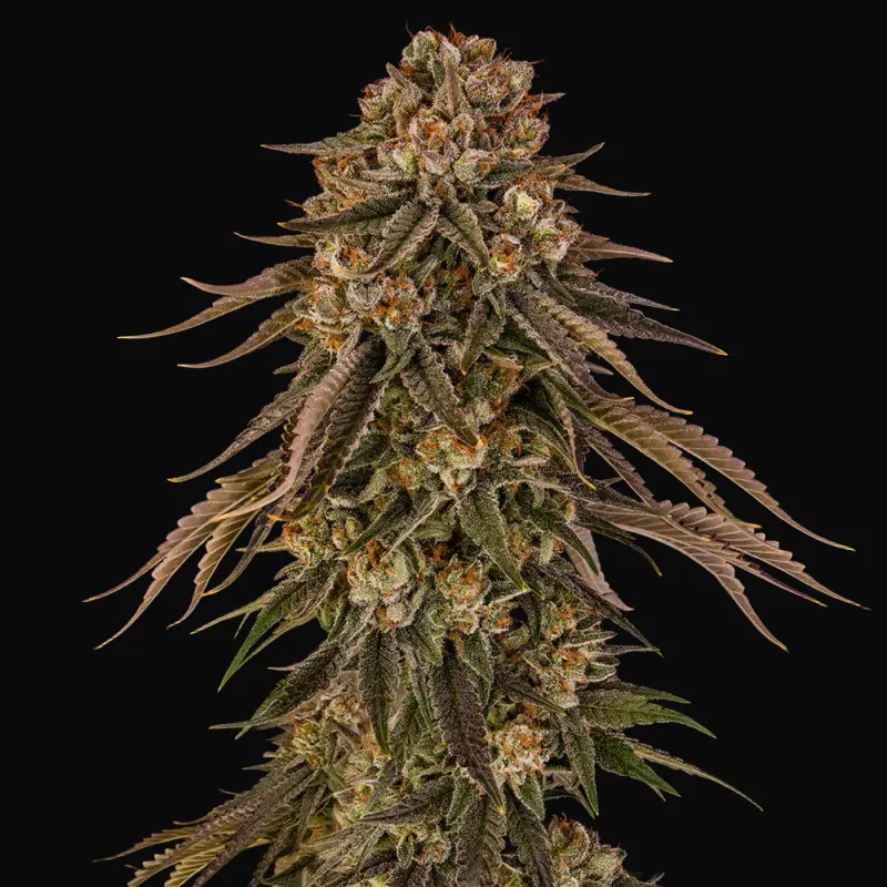Tropical Velvet Fast CBD