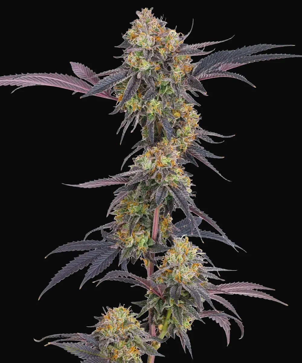 Tropicana Cherry