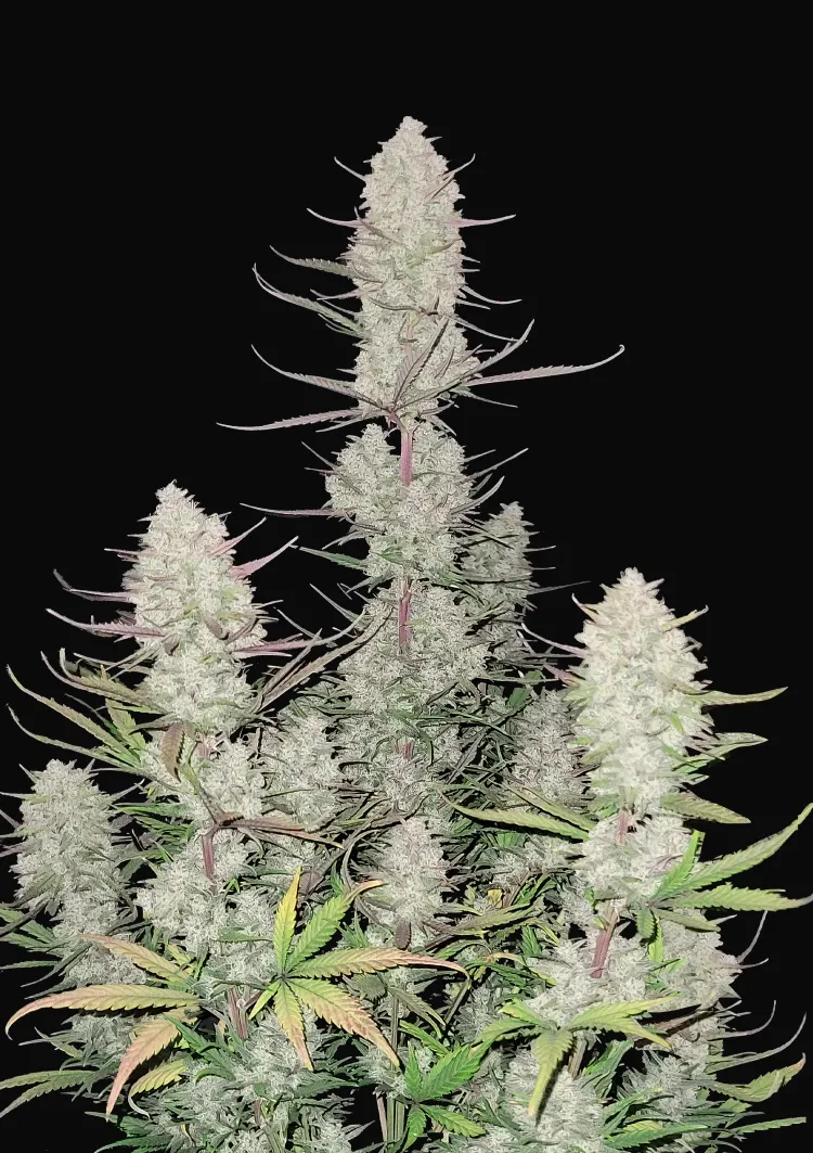 Tropicana Cookies Auto