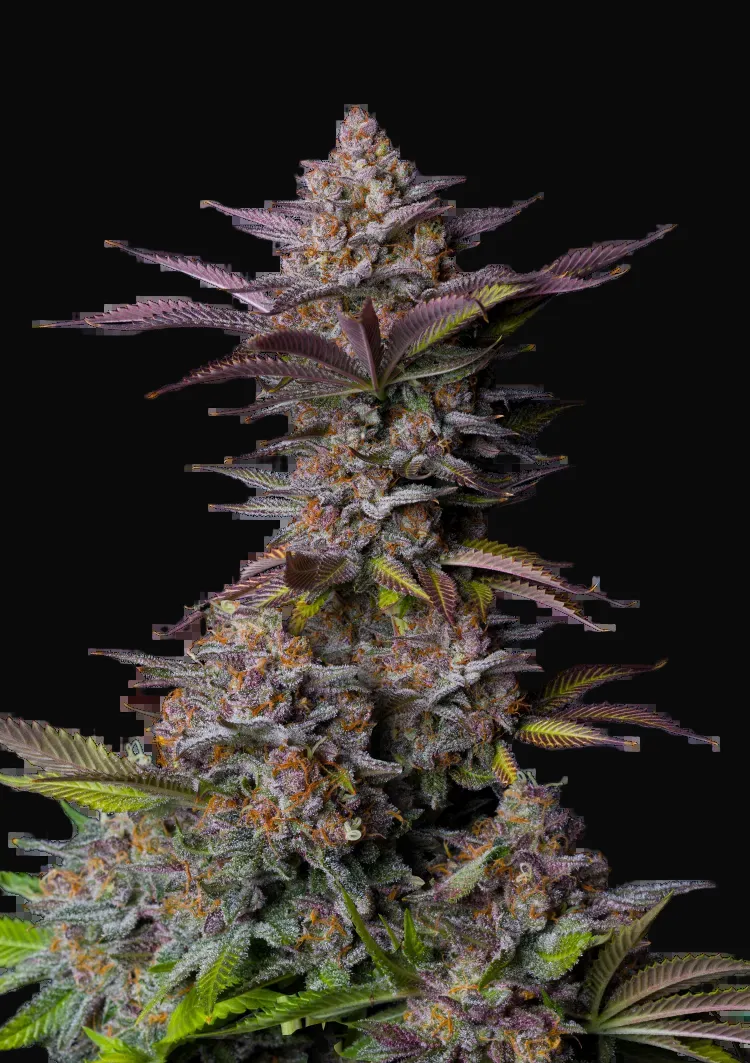 Tropicana Cookies FF