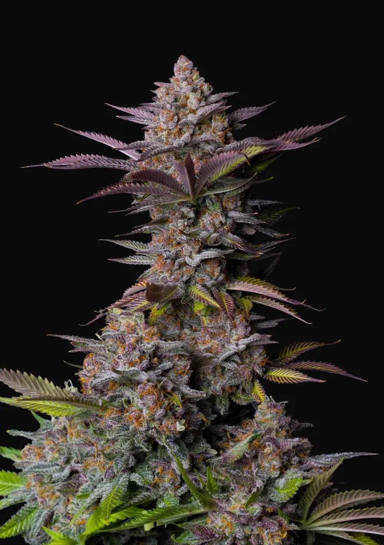 Tropicana Cookies FF