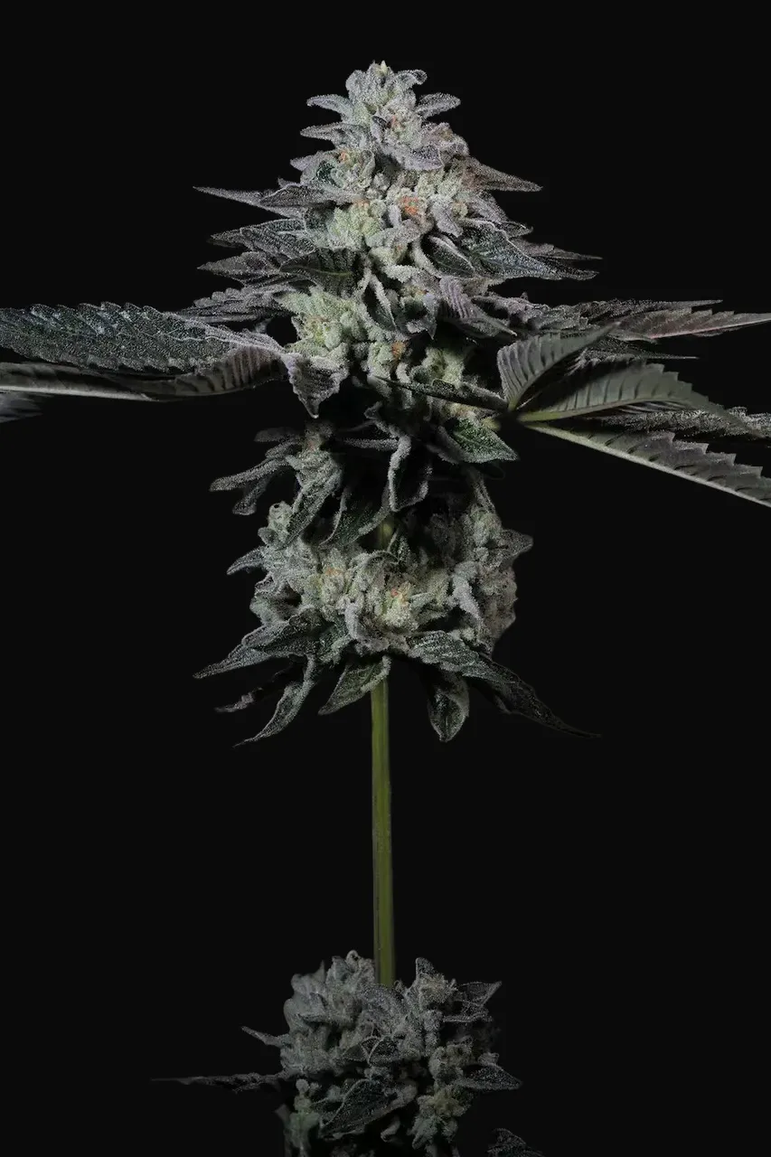 Tropicana Crush