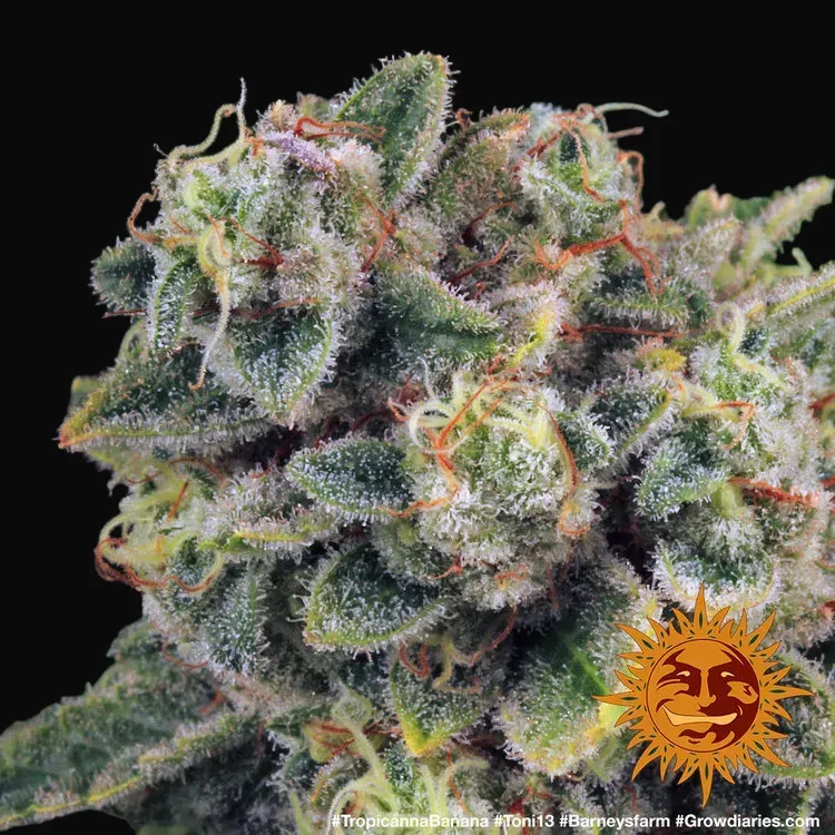 Tropicanna Banana