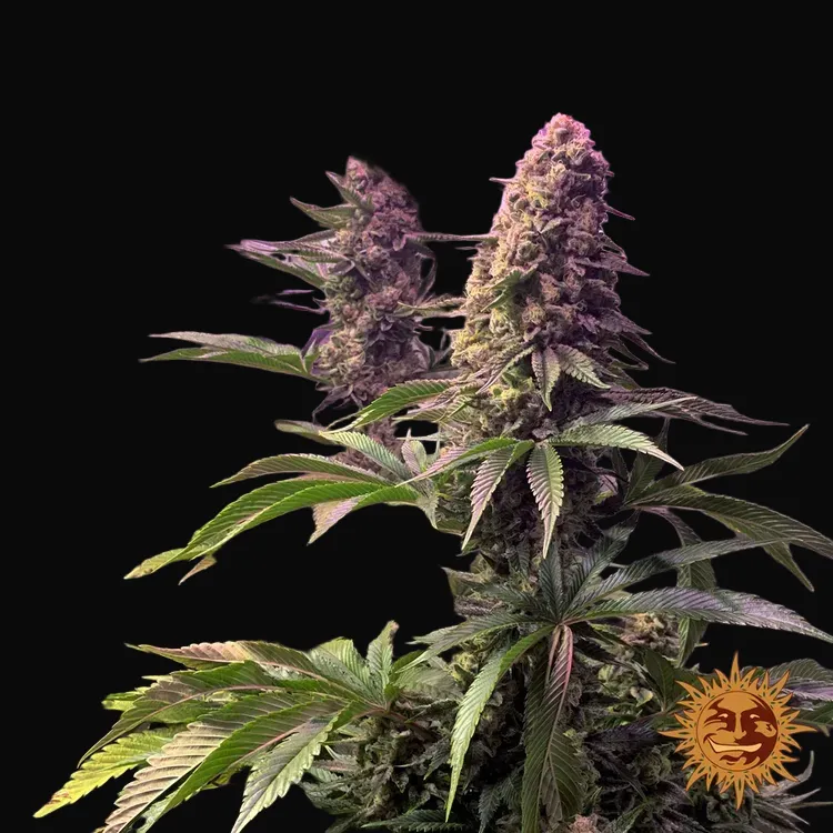 Tropicanna Banana