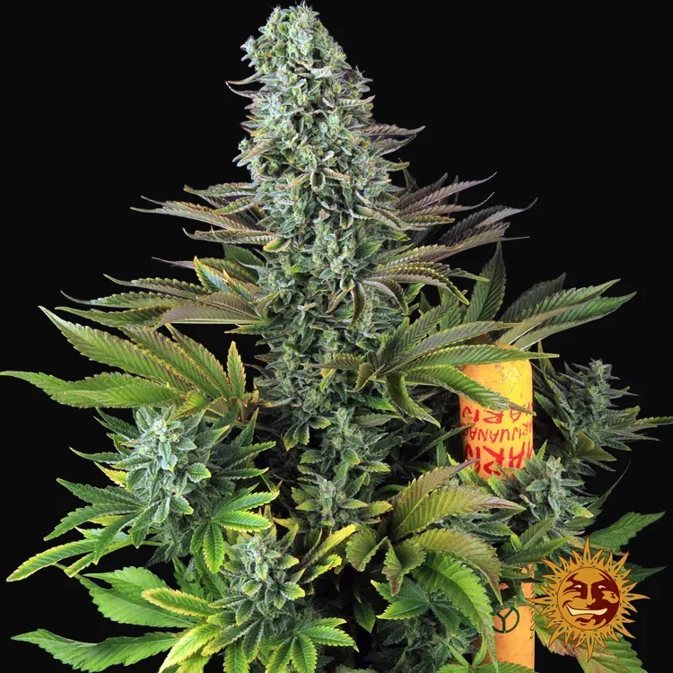 Tropicanna Banana