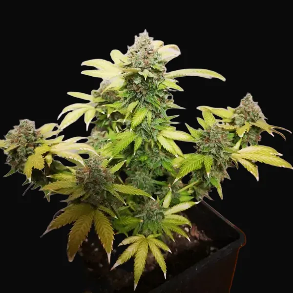 Tropicanna Glue