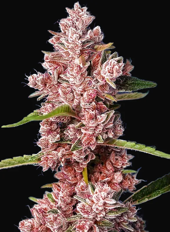 Tropicanna Poison F1 Fast Version