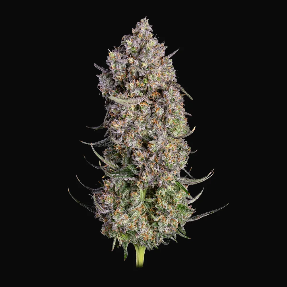 Truffle Bomb