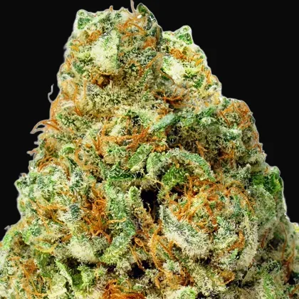 Turbo Bud Auto