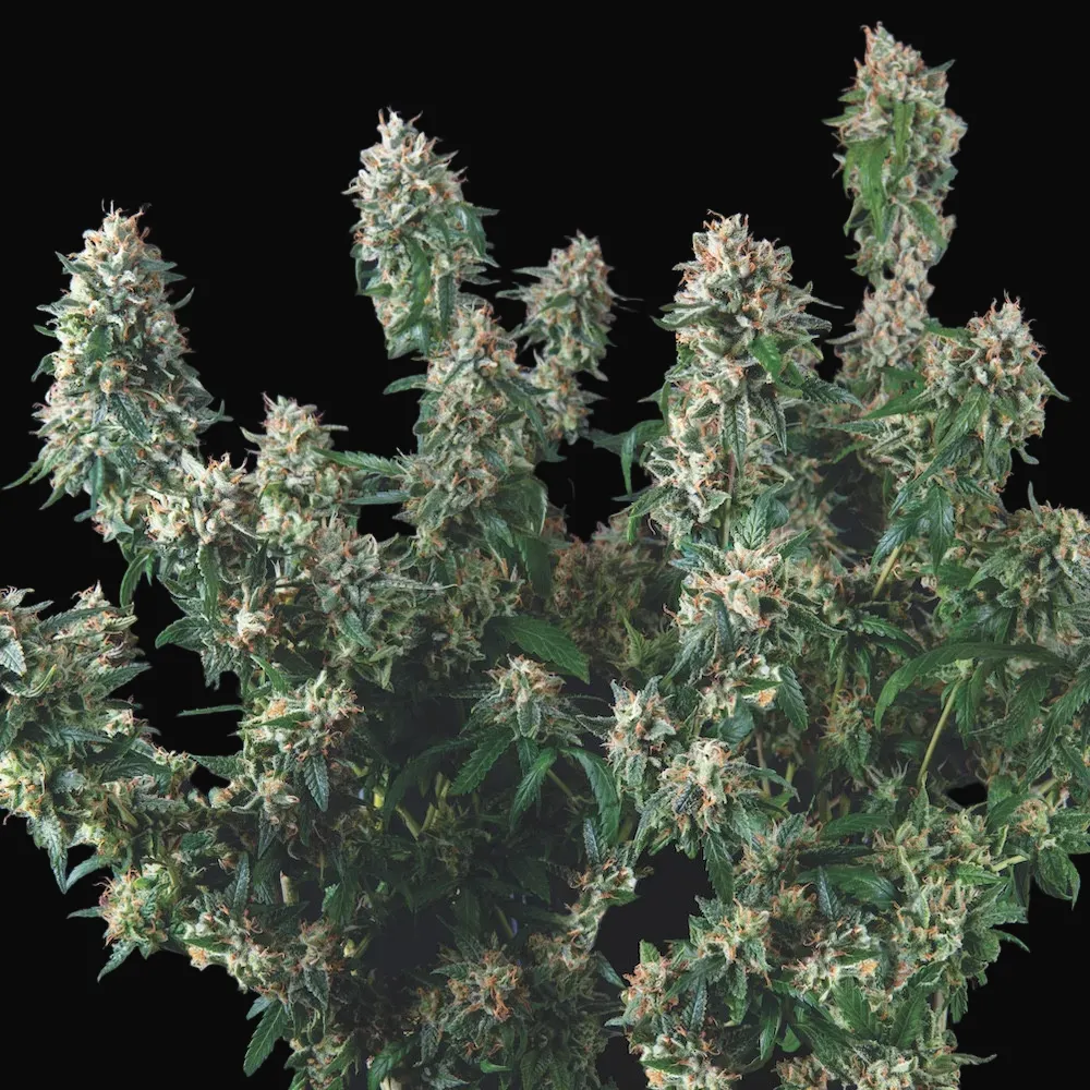 Tutankhamon x Cookies USA