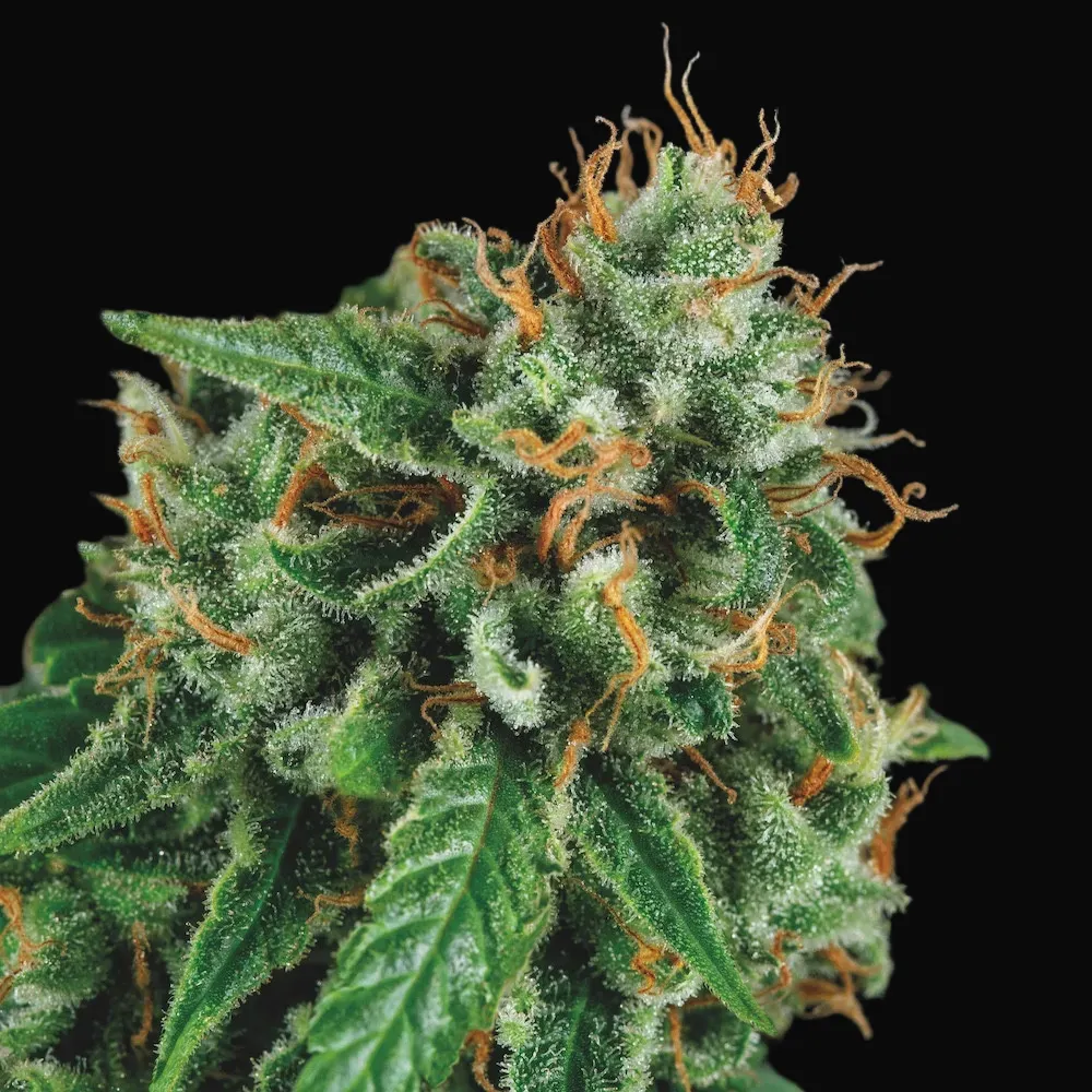 Tutankhamon x Gorila Glue