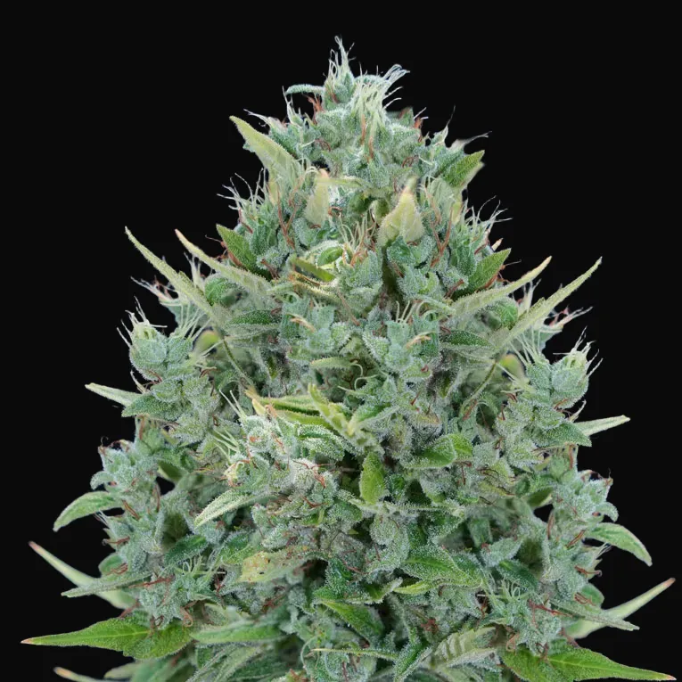 Txomango Auto