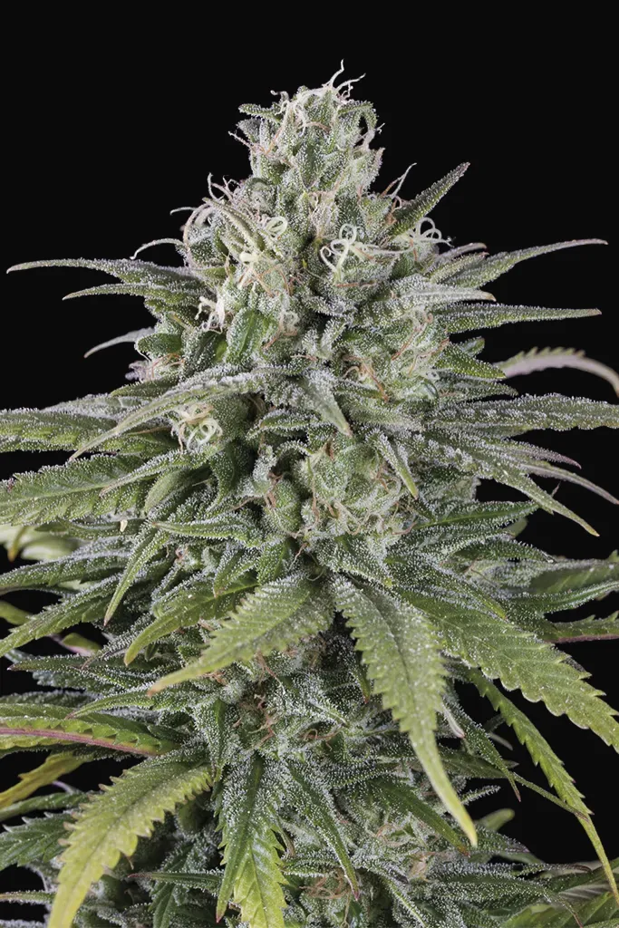 UK Cheese Auto