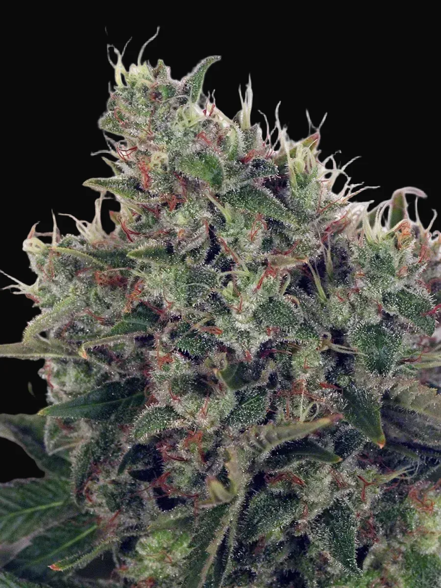 Ultra White Amnesia