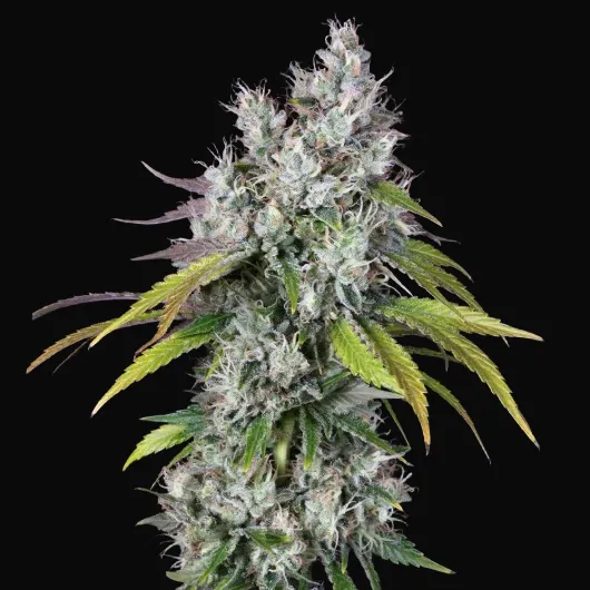Underdawg OG
