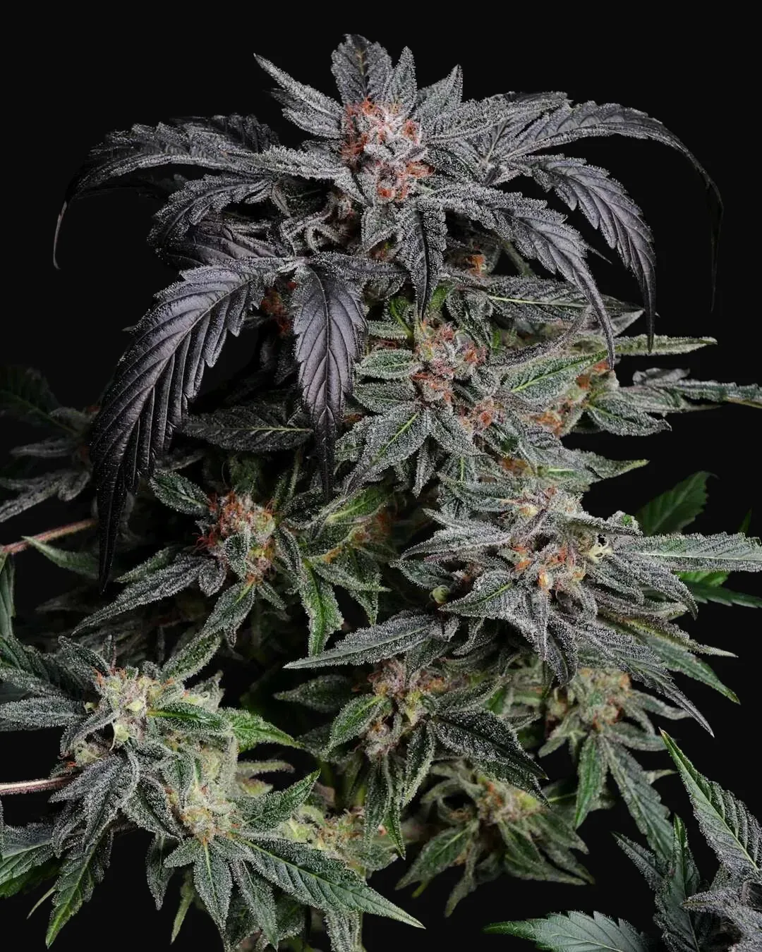 Unicorn Drip Auto