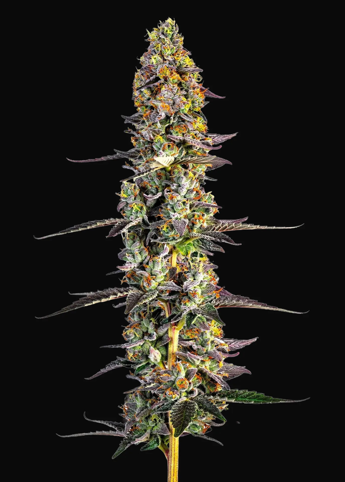 Unicorn Wagyu