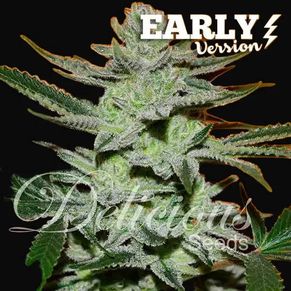 Unknown Kush Early Version