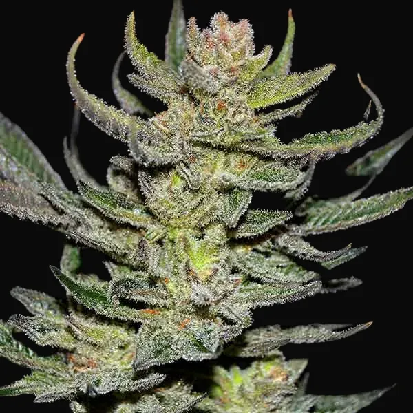 Unknown Kush Regular