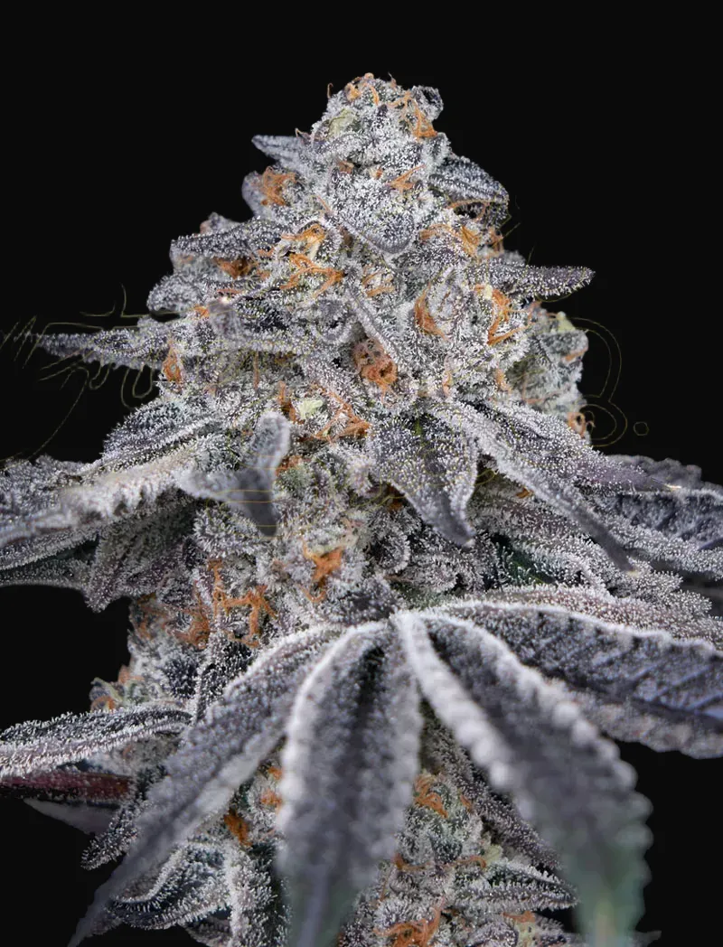 Velvet Moon