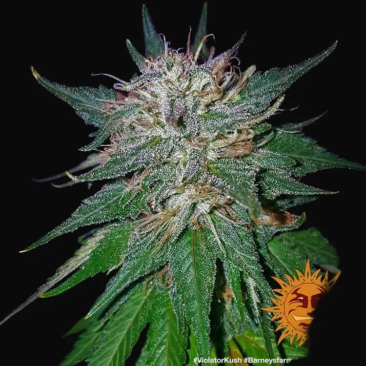 Violator Kush