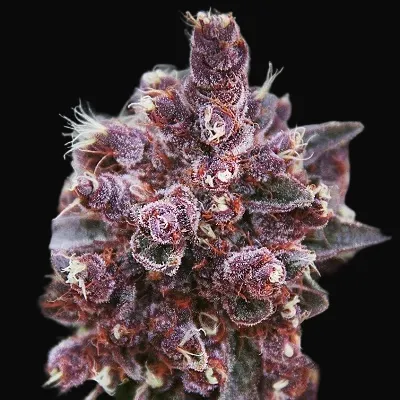 Violeta Regular