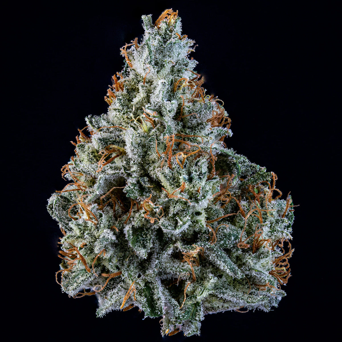 Walter White Auto