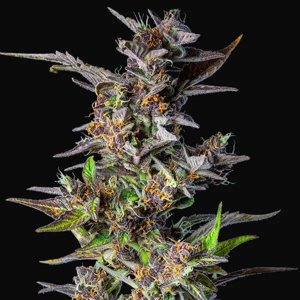 Watermelon Auto