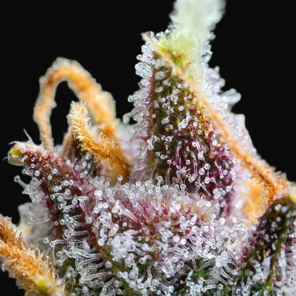 Watermelon Auto