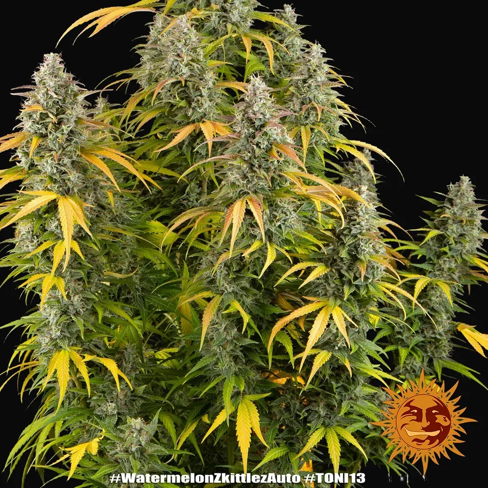 Watermelon Zkittlez Auto