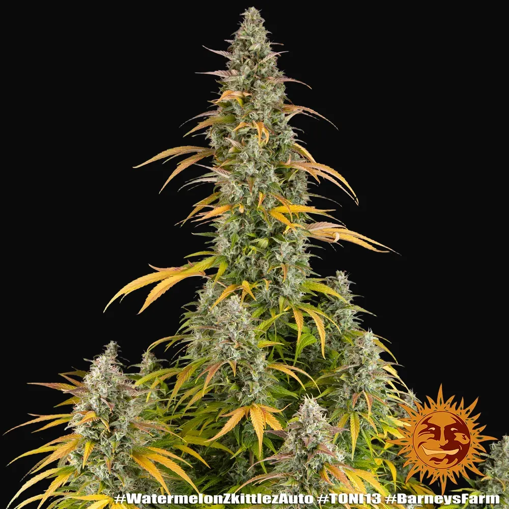 Watermelon Zkittlez Auto