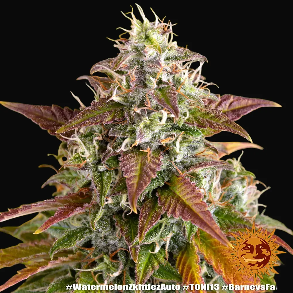 Watermelon Zkittlez Auto