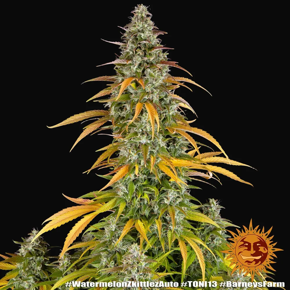 Watermelon Zkittlez Auto