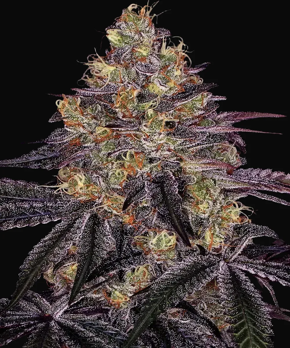 Watermelon Zkittlez