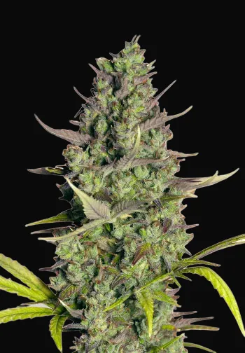 Wedding Cake Auto
