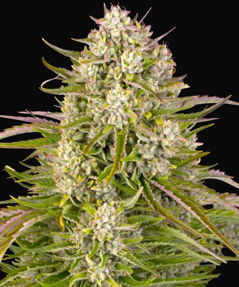 Wedding Cake Auto