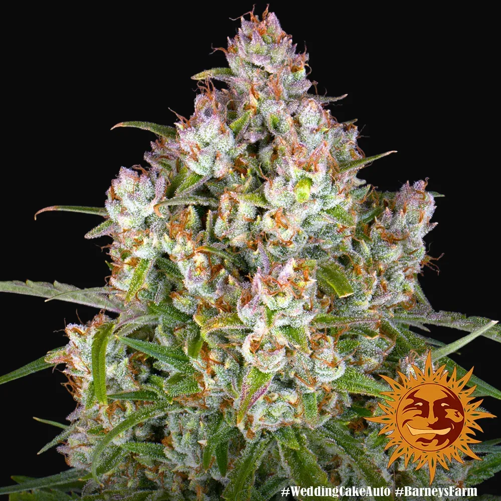 Wedding Cake Auto