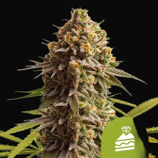Wedding Cake Auto